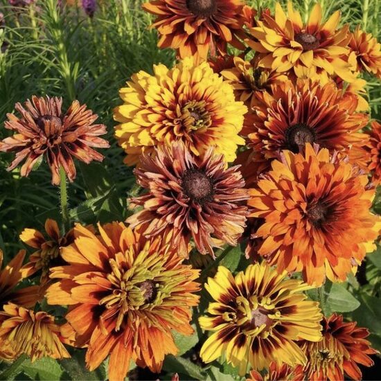 Rudbeckia Moroccan Sun